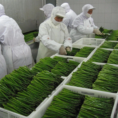 Factory Certified Quality Manufacture IQF Frozen Asparagus