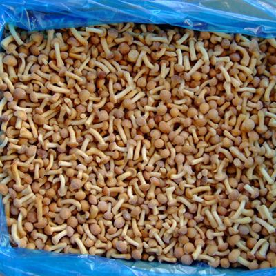 फल जमे हुए मशरूम IQF जमे हुए नामेको