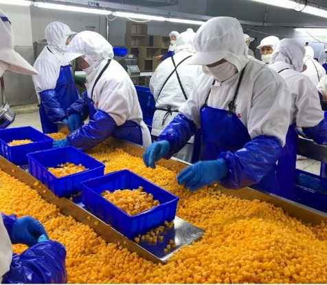 सिनोचार्म 4-स्टार उत्पाद BRC-A ताज़ा पीला आड़ू 10x10mm फ्रोजन डाइस्ड फ्रूट क्यूब्स IQF पीला आड़ू डाइस 3