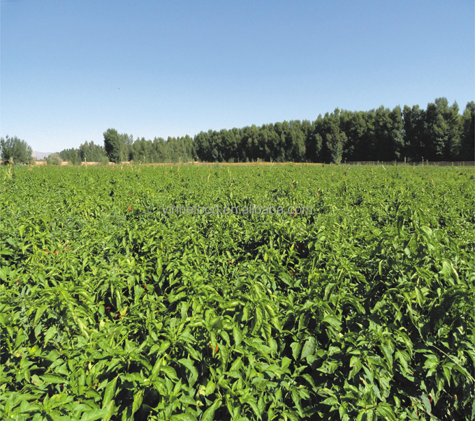 IQF जैविक पीला आड़ू आधा जमे हुए फल मीठा स्वाद थोक पैक किया हुआ संरक्षित पानी का दाल पूरे क्यूब्स पासा आधा उपलब्ध 9