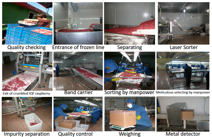 निर्माता फैक्टरी मूल्य IQF उच्च गुणवत्ता वाला ताज़ा भोजन निर्यात के लिए फ्रोजन रास्पबेरी सर्बिया 3