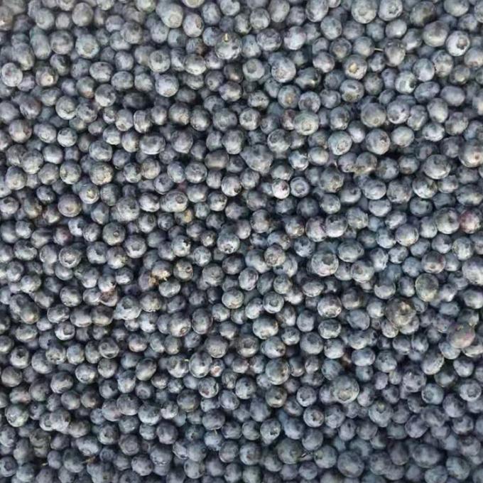 आईक्यूएफ फ्रोजन होल ब्लूबेरी प्रीमियम बेकिंग और स्मूदी टॉपिंग इंटेंसली 1