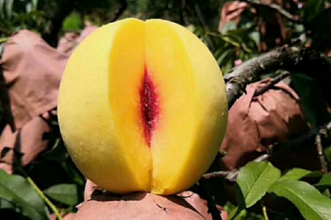 IQF जैविक पीला आड़ू आधा जमे हुए फल मीठा स्वाद थोक पैक किया हुआ संरक्षित पानी का दाल पूरे क्यूब्स पासा आधा उपलब्ध 1