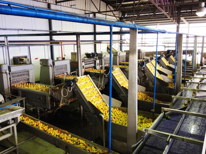 उच्च गुणवत्ता वाले IQF जमे हुए खुबानी आधा थोक और खुदरा के लिए गर्म बिक्री फैक्टरी मूल्य पानी संरक्षण थोक पैकेजिंग 4