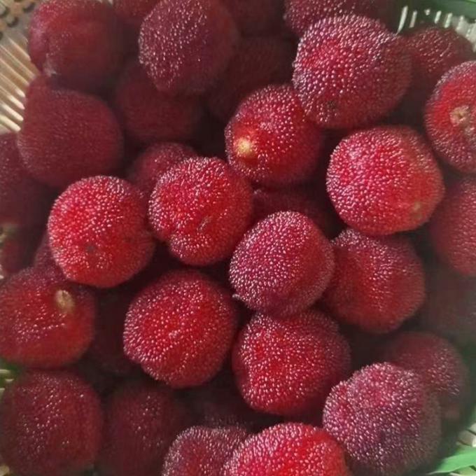 जमे हुए फल IQF लाल गोल यांगमी बेबेरी फैक्टरी मूल्य थोक जमे हुए वैक्सबेरी 3