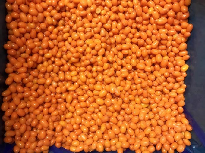 उत्पत्ति चीन IQF ताजा जमे हुए जंगली समुद्री बक्थर्न प्रथम श्रेणी समुद्री बक्थर्न लिंगोबेरी रास्पबेरी, ब्लूबेरी मिश्रित जामुन 3