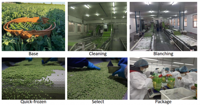 थोक खुदरा आपूर्तिकर्ता IQF जमे हुए हरे मटर 10kg 400gm पैक 3