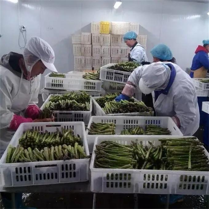 कारखाना प्रमाणित गुणवत्ता विनिर्माण IQF जमे हुए कस्तूरी 7